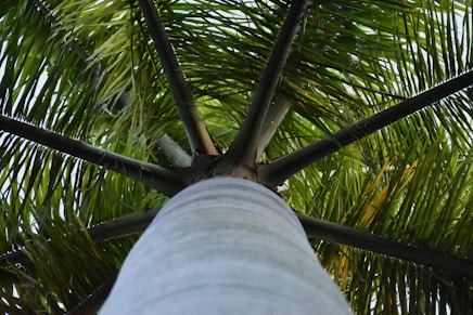 palm tree removal in honolulu, hawaii