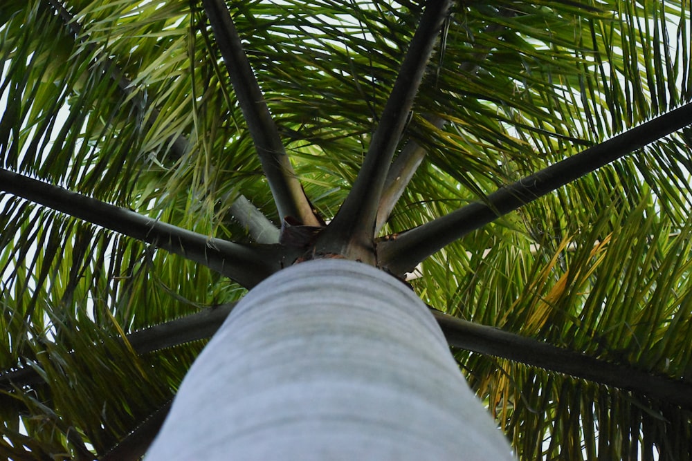 person in blue denim jeans near green palm tree during daytime