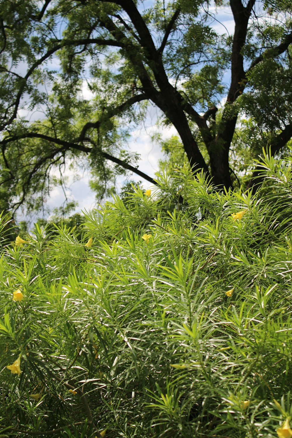 green leaves under blue sky during daytime