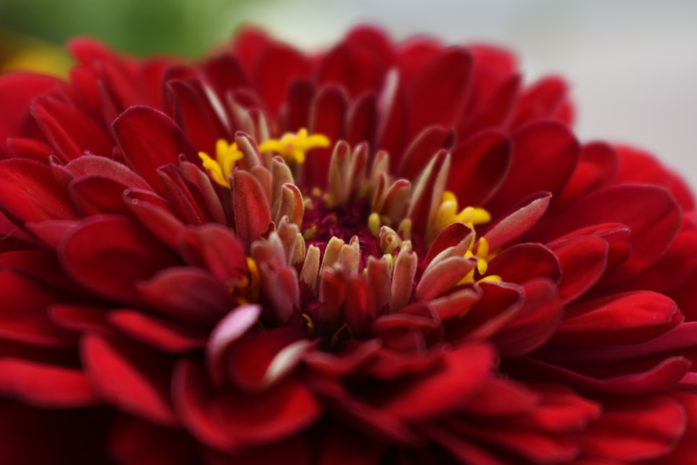 red and yellow flower in close up photography
