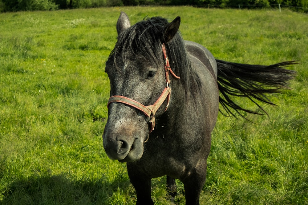 caballo negro en campo de hierba verde durante el día