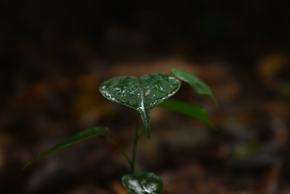 green leaf with water droplets