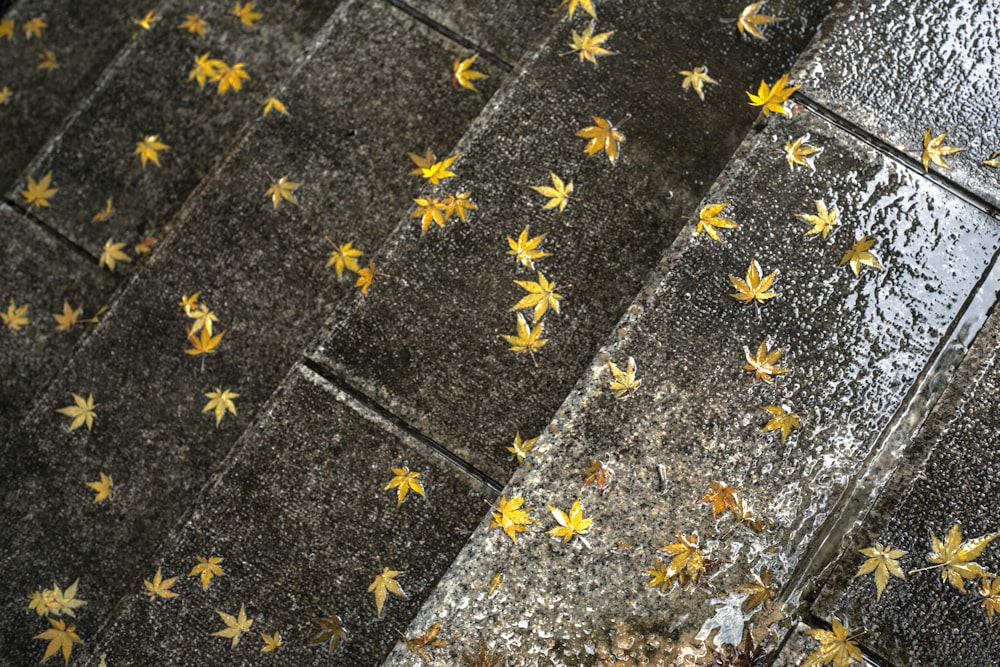 folhas amarelas no pavimento de concreto cinza