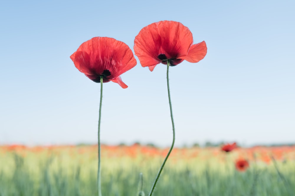 red flower in green grass field during daytime