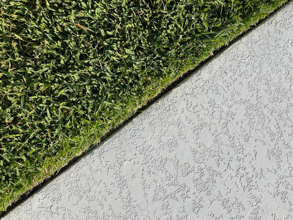 Hierba verde sobre muro de hormigón blanco