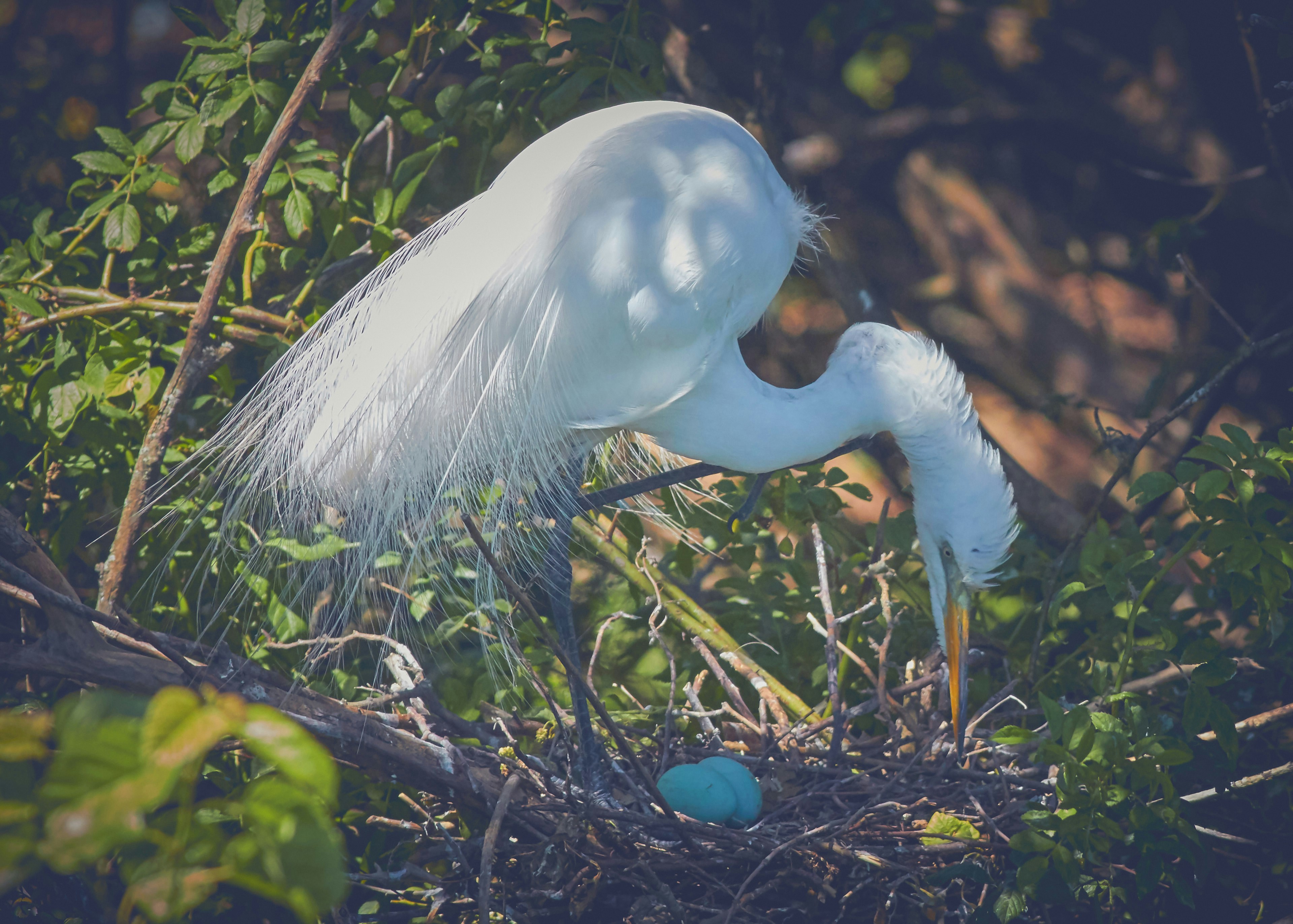 oiseau blanc sur branche d’arbre brune