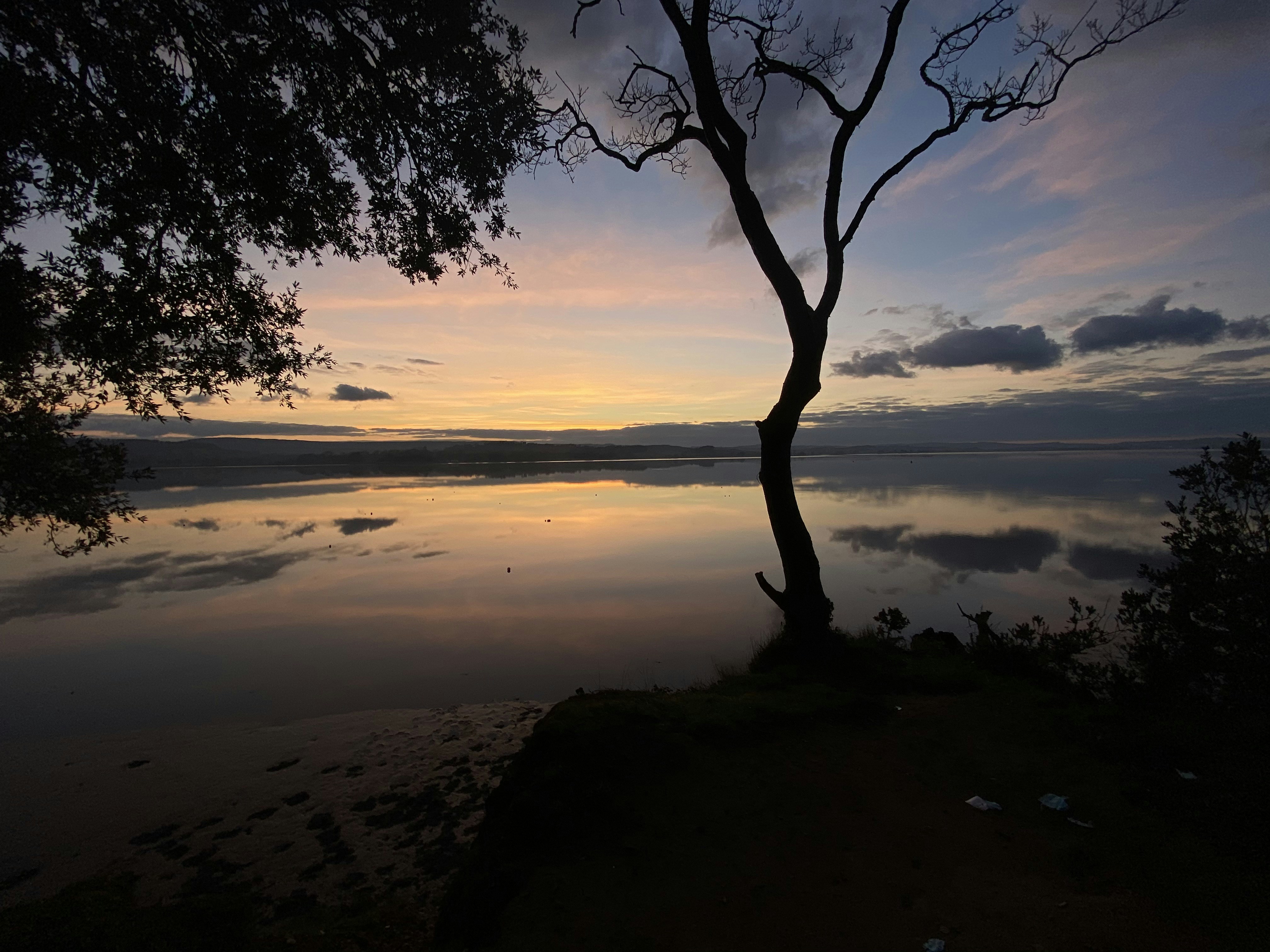silhouette of tree near body of water during sunset
