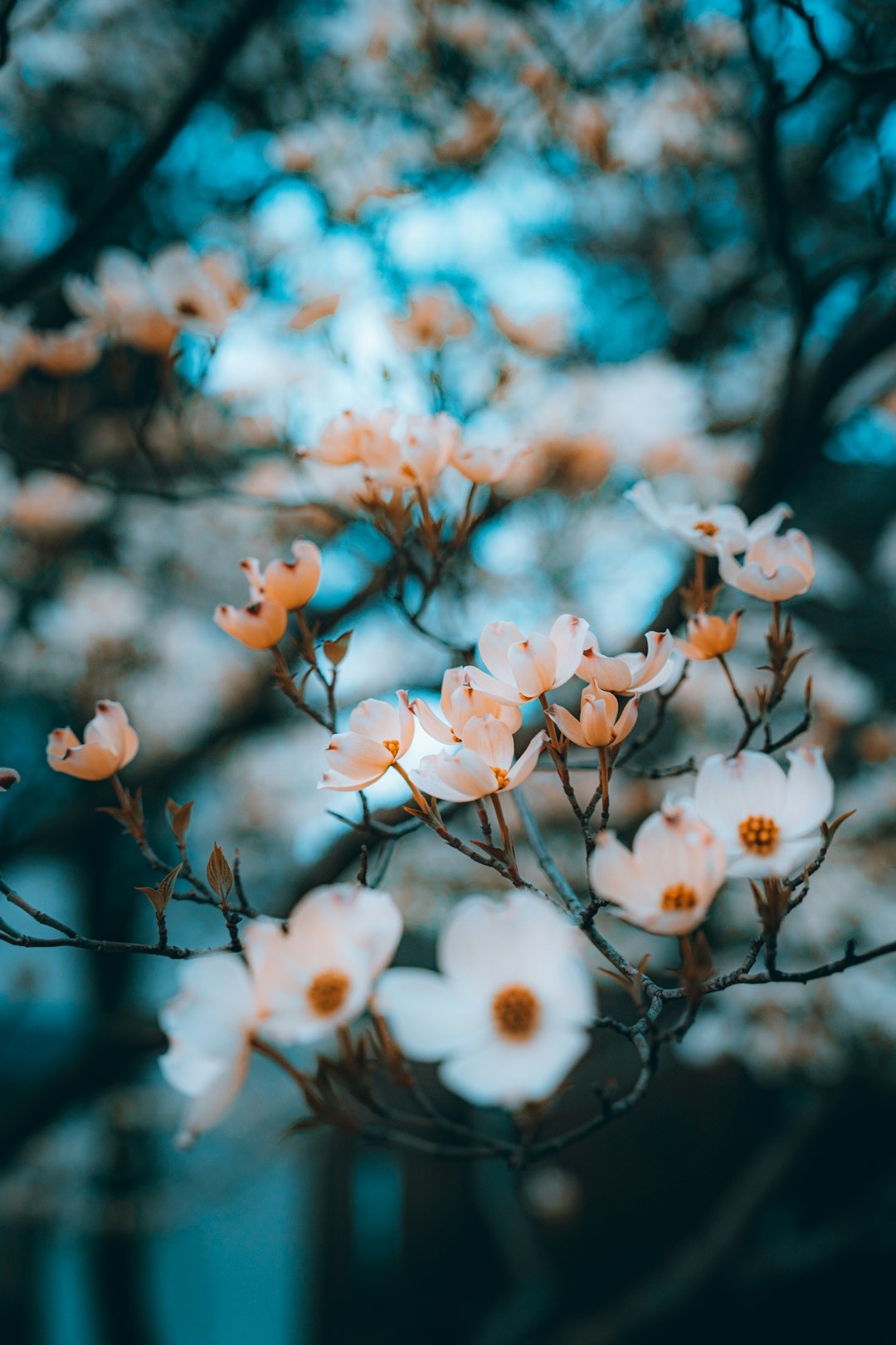 white and pink cherry blossom in close up photography