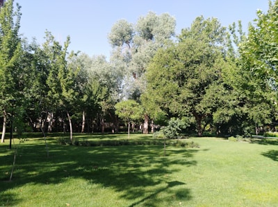 A serene park with well-maintained grass and trees under a clear blue sky.