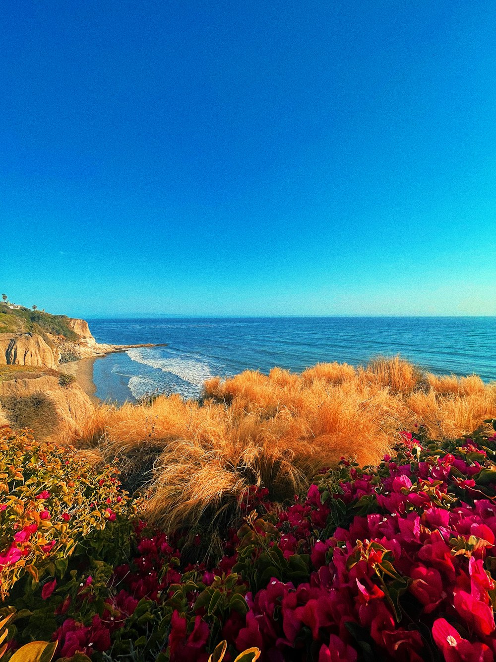 pink flowers near body of water during daytime