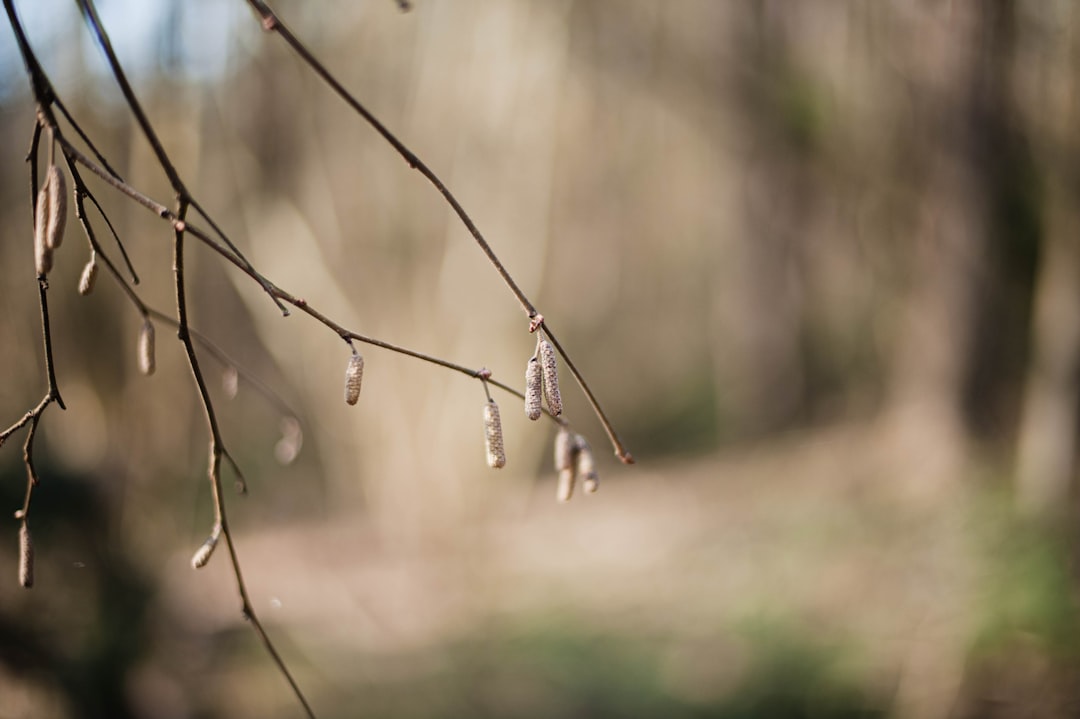 brown plant stem in tilt shift lens