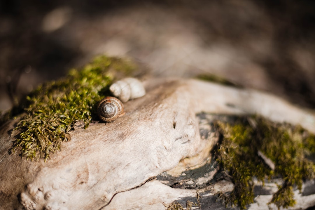 brown snail on brown tree trunk