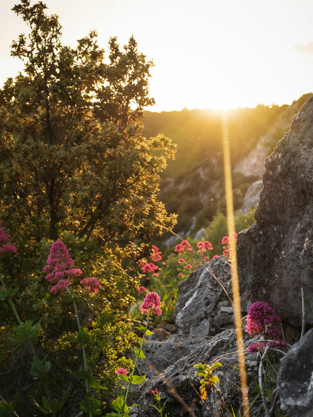 pink flowers on brown rock mountain during daytime