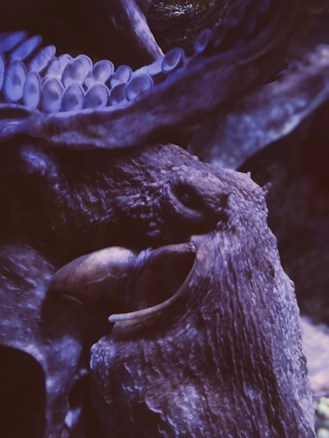 An octopus is highlighted in this image, showcasing its intricate tentacles with visible suckers. The texture and details of its skin are prominent, emphasizing the natural patterns and folds.