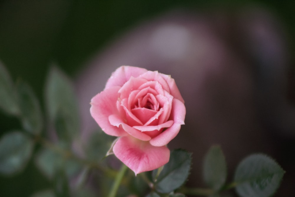 pink rose in bloom during daytime