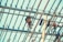 Workers wearing safety gear are engaged in construction activities on a high scaffolding structure. The metal beams and supports form a grid pattern against the sky, with two workers visible, one handling equipment and the other moving along the beams.