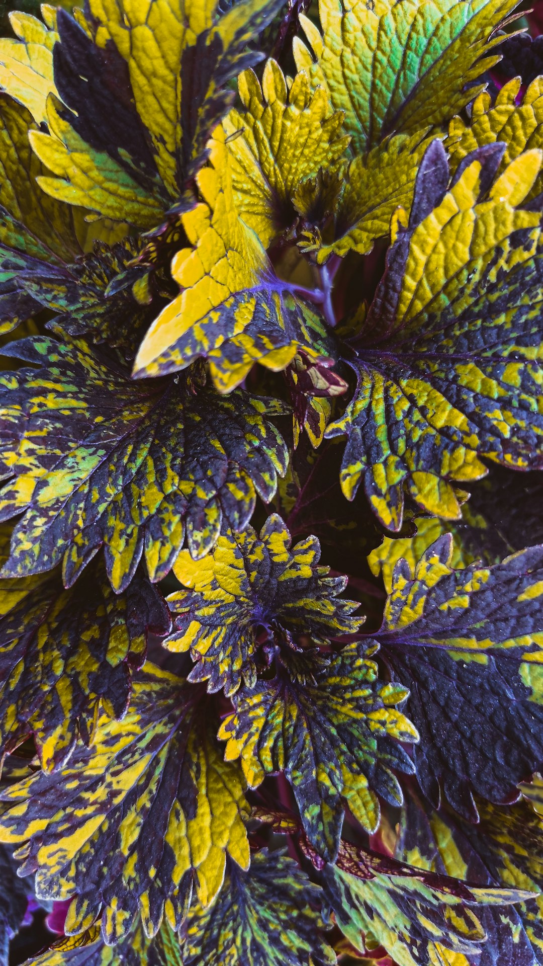 green and yellow leaves in close up photography