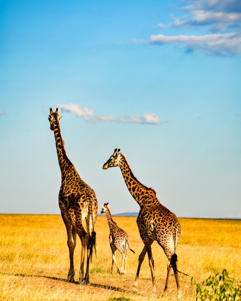 brown giraffe on brown grass field during daytime