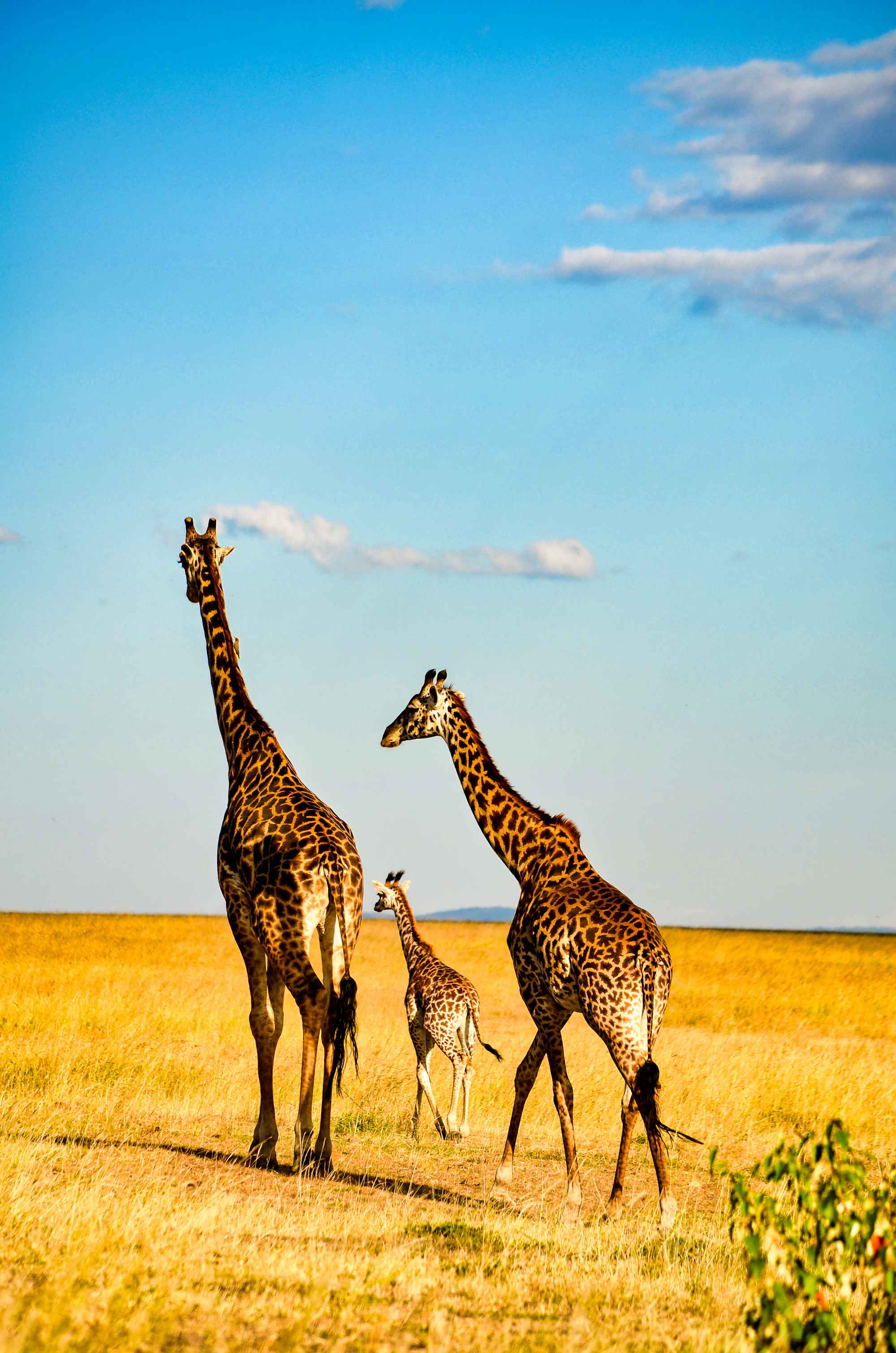 Three giraffes walking across a grassy plain
