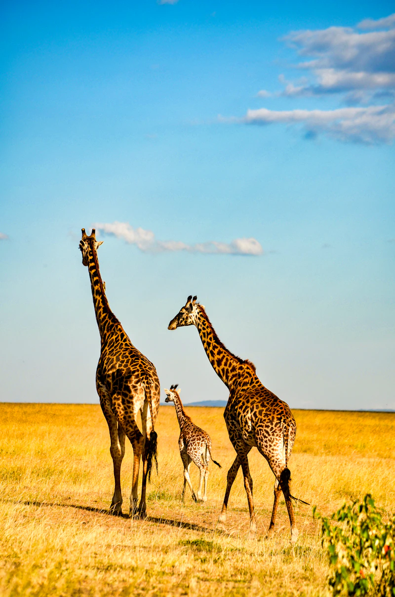 Giraffes walking across a grass plain