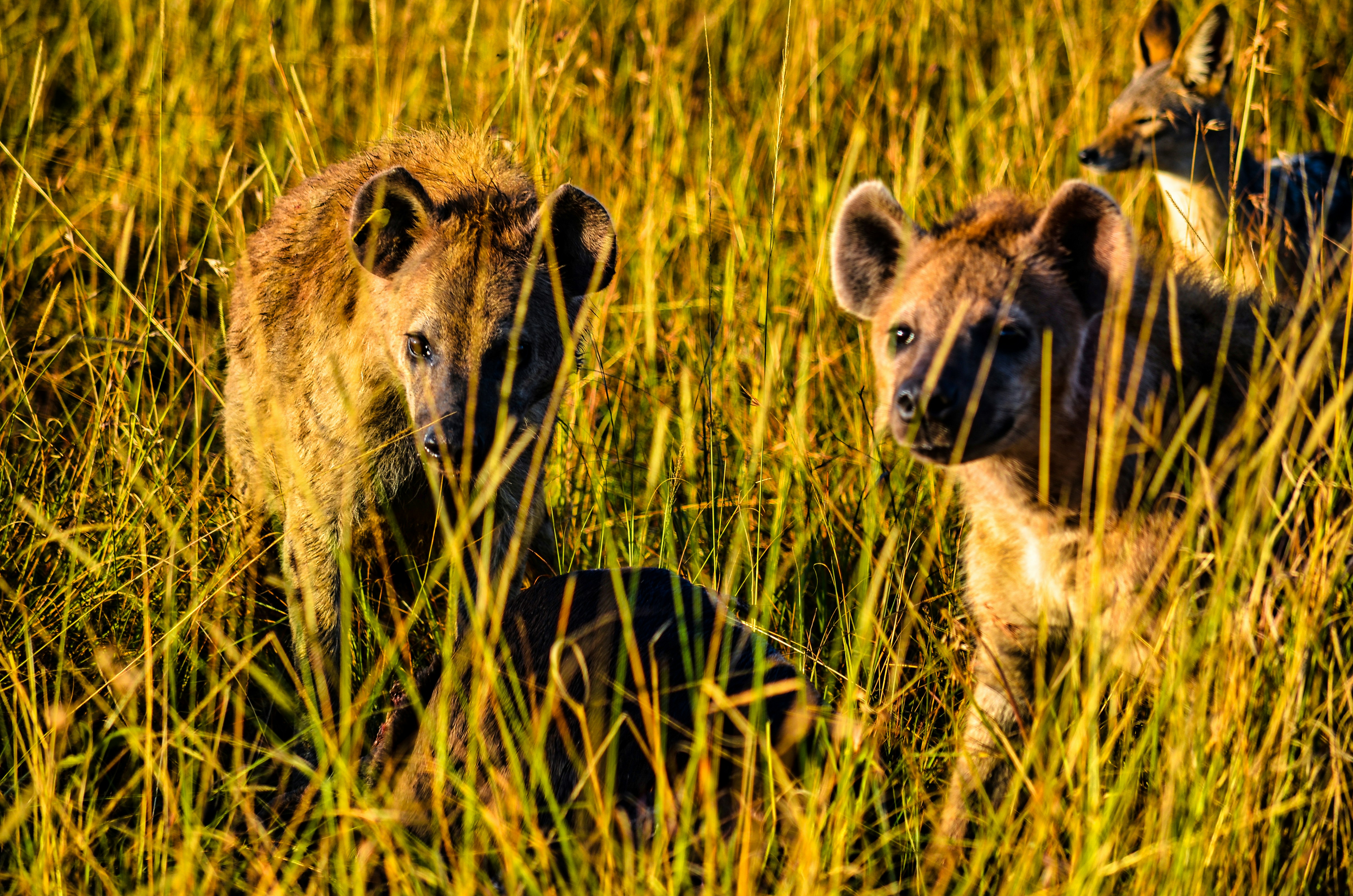 brown and black 4 legged animal on green grass field during daytime, Stunning views of the masai mara reserve in Kenya