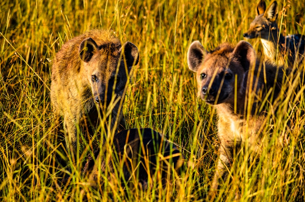 brown and black 4 legged animal on green grass field during daytime