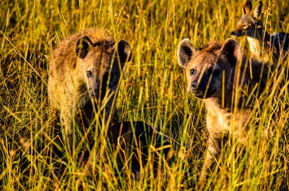 brown and black 4 legged animal on green grass field during daytime photo –  Free Kenya Image on Unsplash