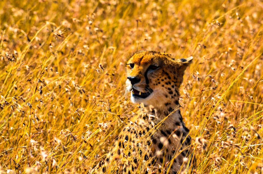 guépard sur un champ d’herbe jaune pendant la journée