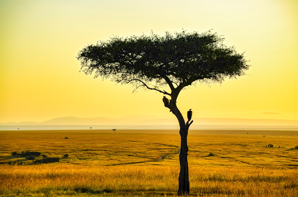 green tree on green grass field during daytime