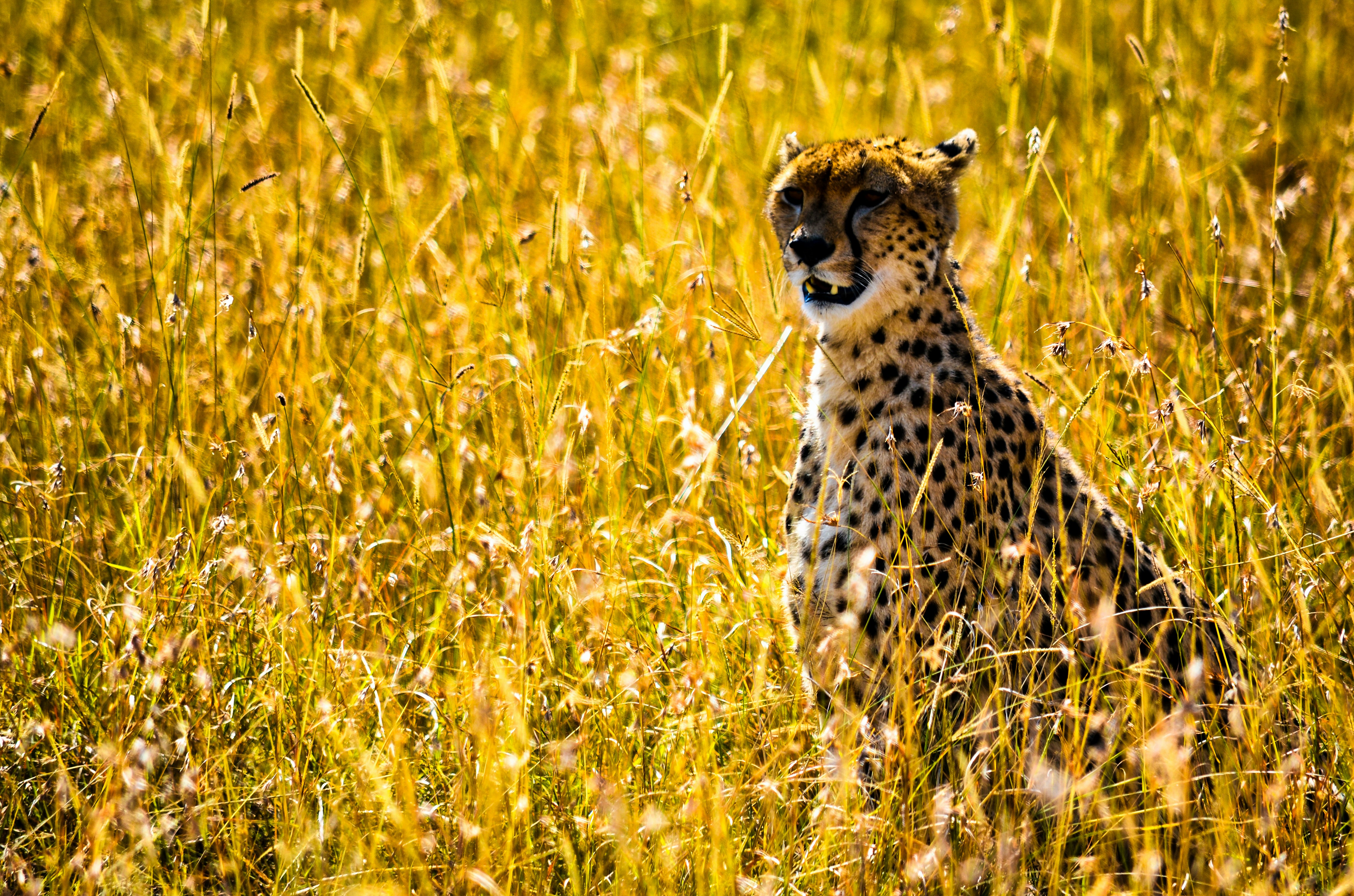 cheetah on brown grass field during daytime, Stunning views of the masai mara reserve in Kenya