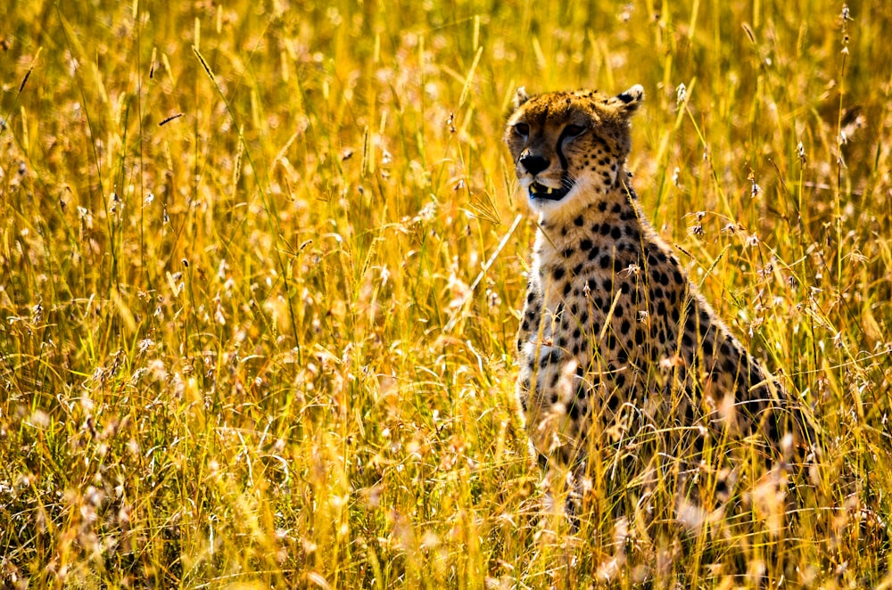 cheetah on brown grass field during daytime