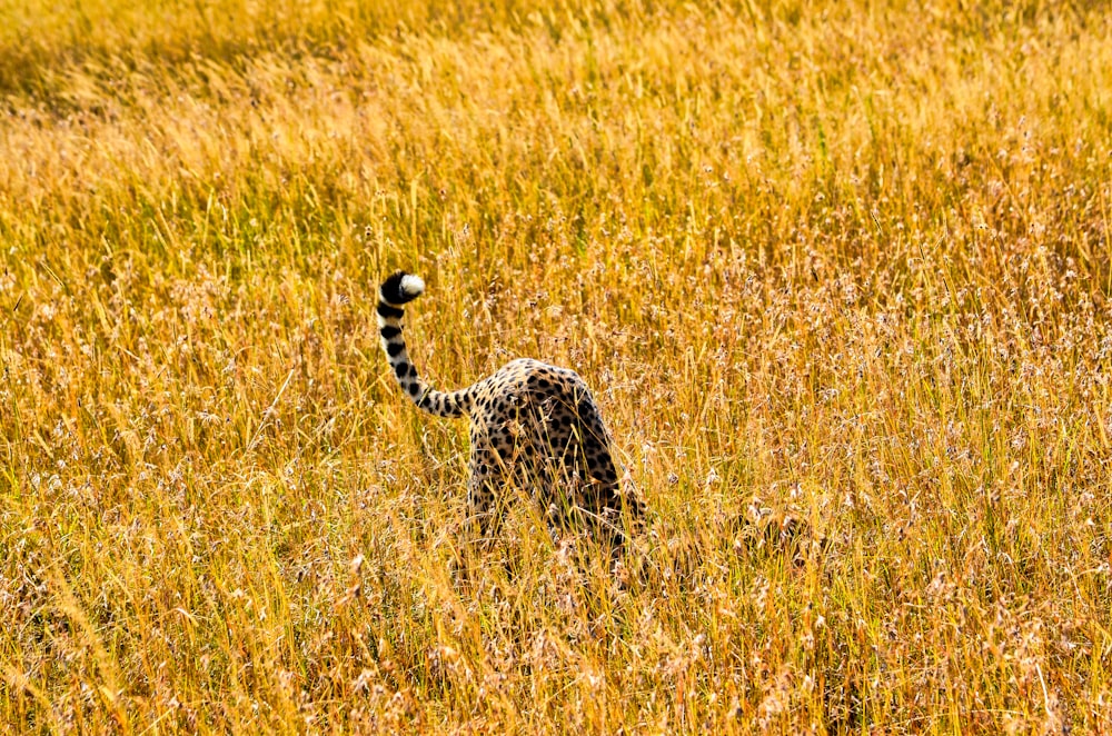 leopard walking on brown grass field during daytime