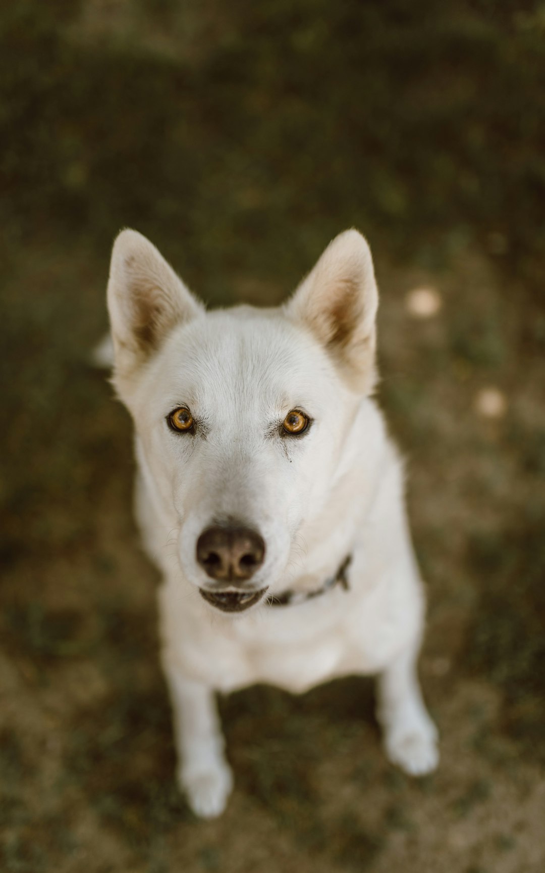 white short coat medium dog