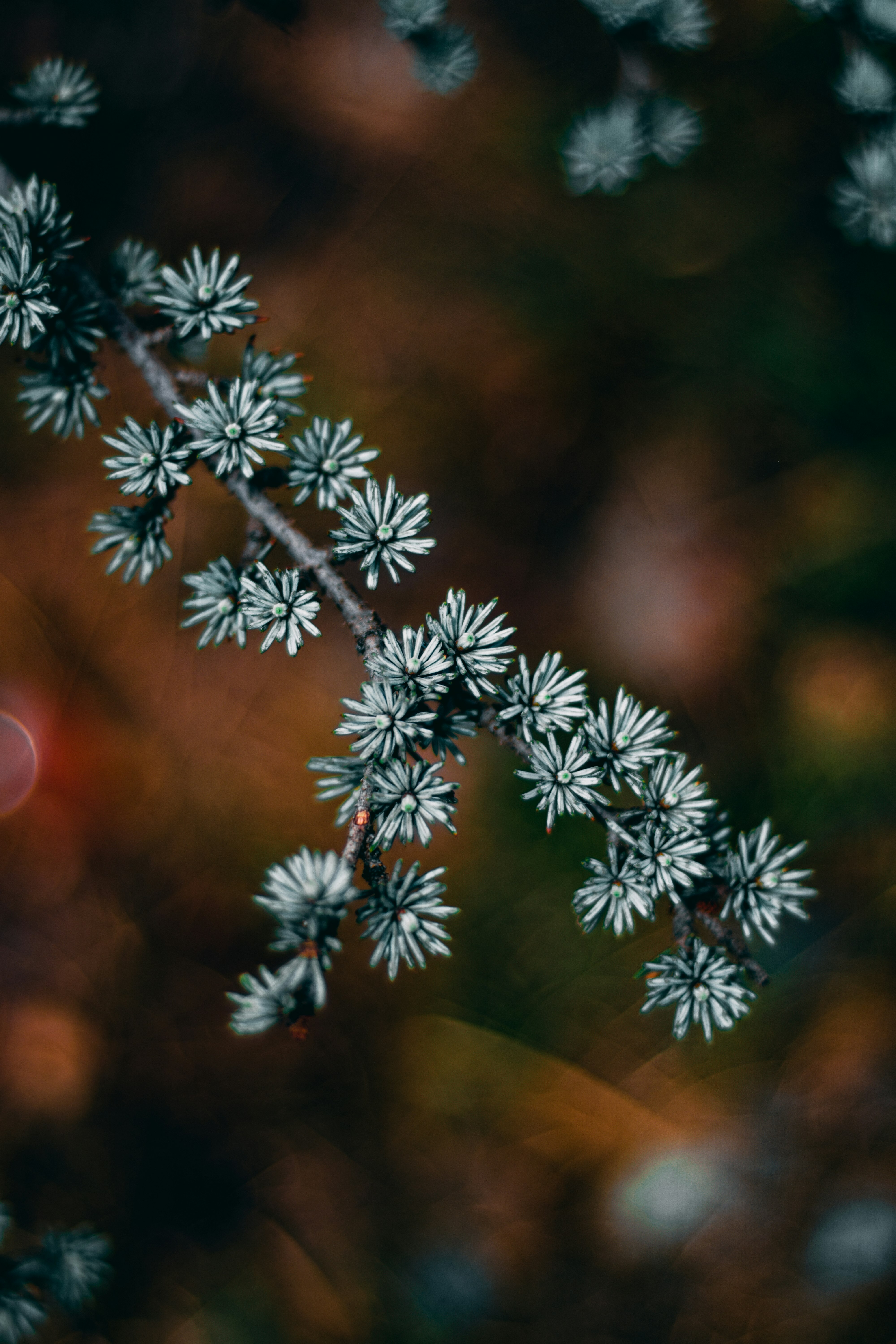 white and brown plant in tilt shift lens