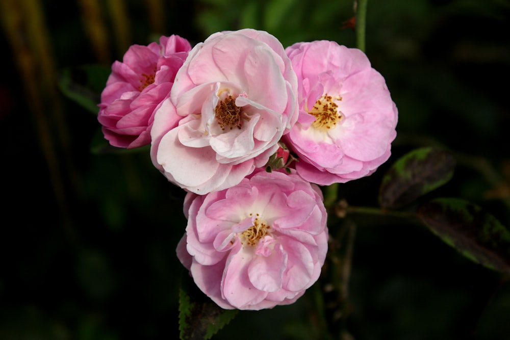 pink flower in tilt shift lens