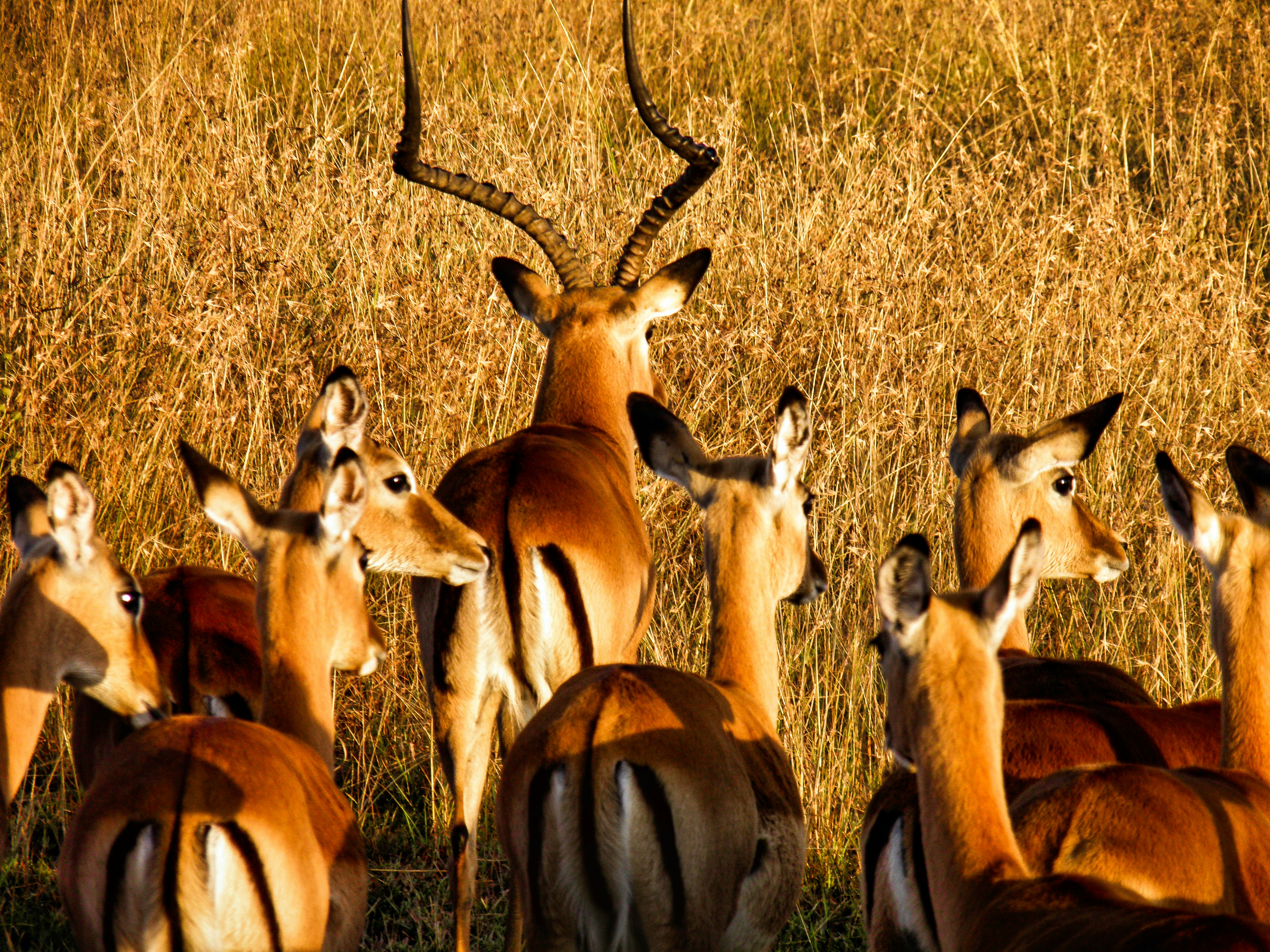 Gorgeous scenes from the masai mara natural reserve in Kenya