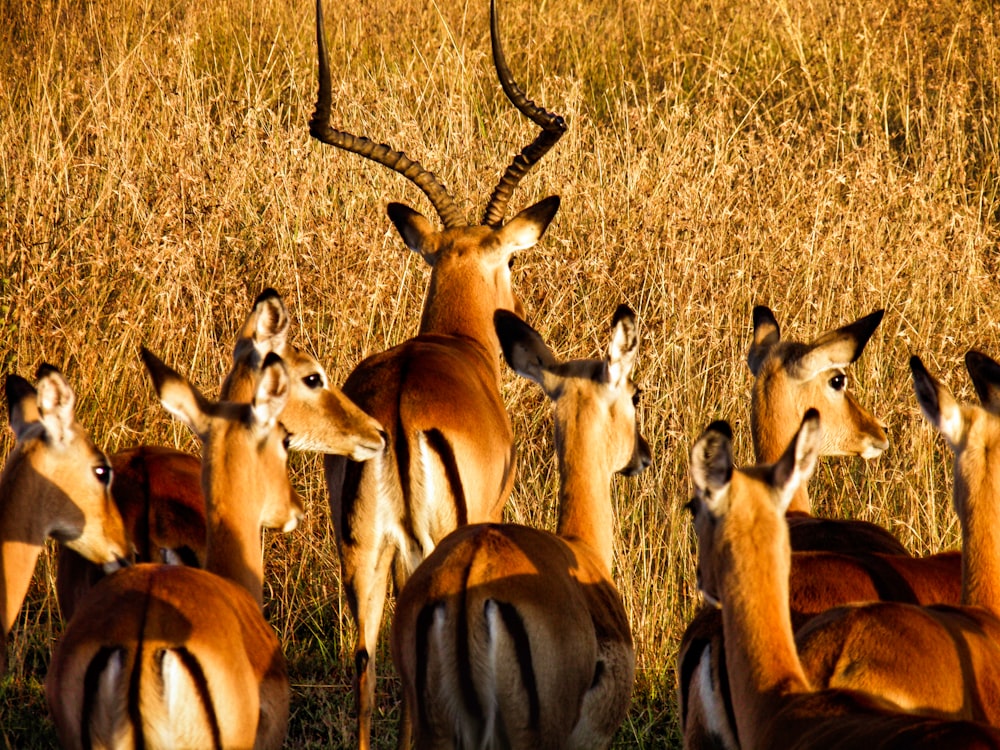 group of deer on brown grass field during daytime