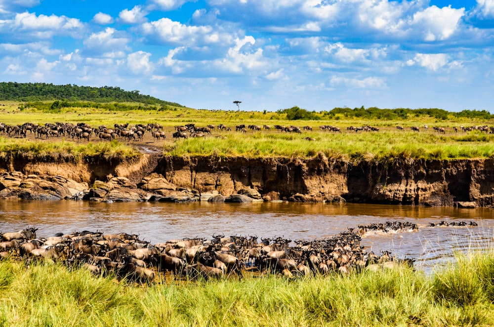 green grass field near river under blue sky during daytime