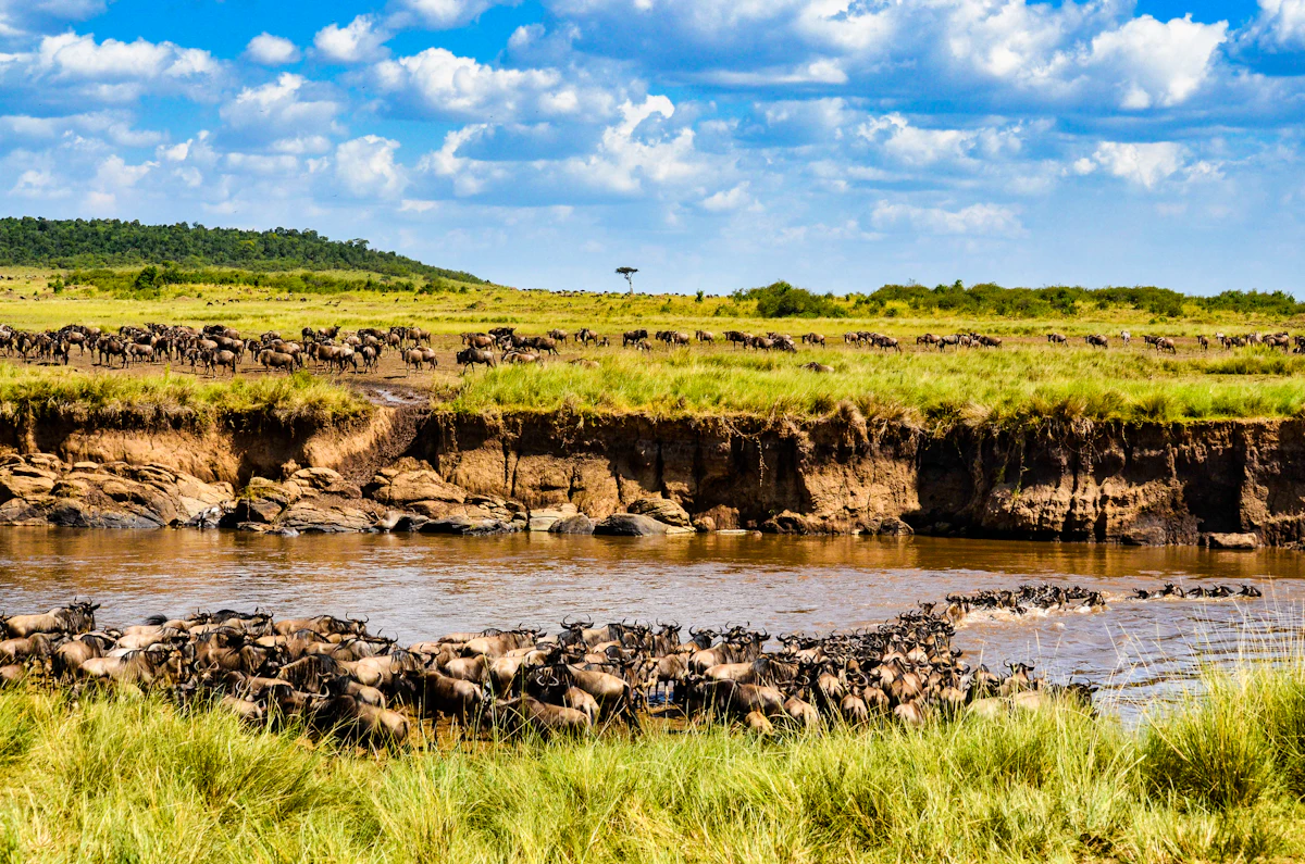 Wildebeest gathered on the banks of the Mara River under a big sky in the Maasai Mara, Kenya