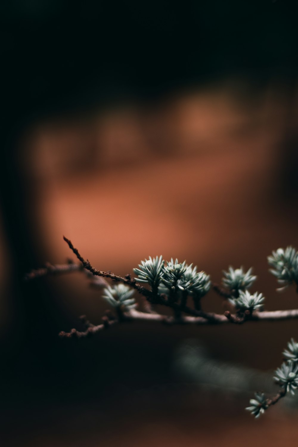 green plant in tilt shift lens