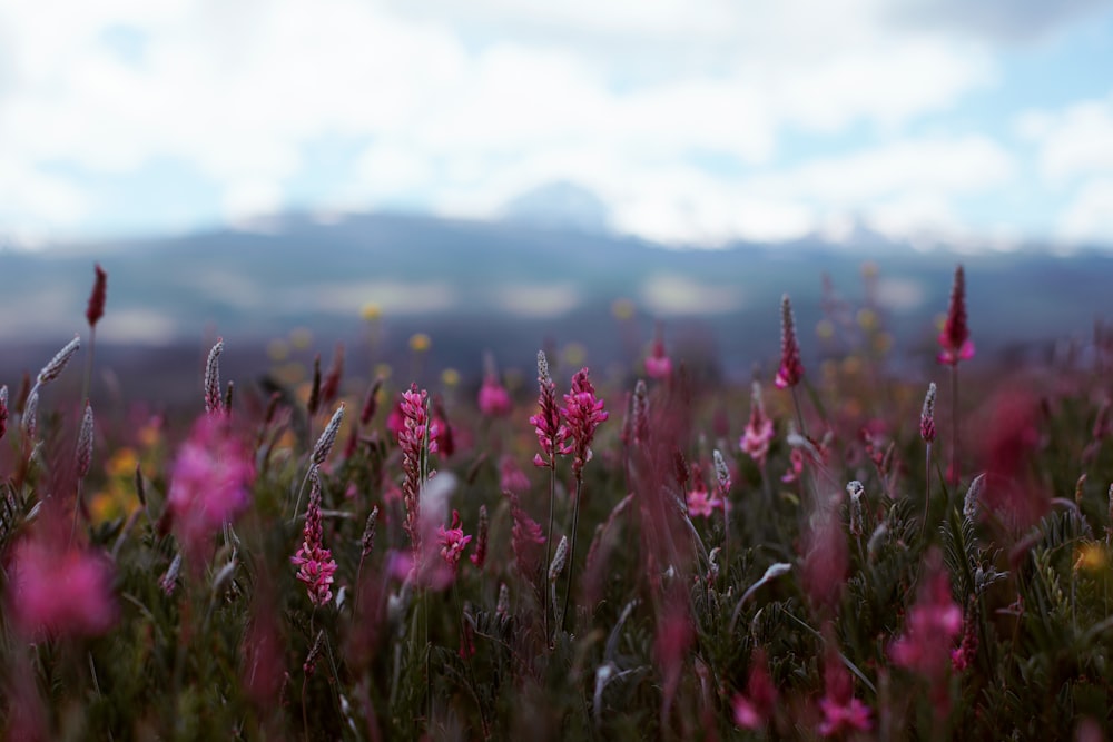 pink flowers under white clouds during daytime