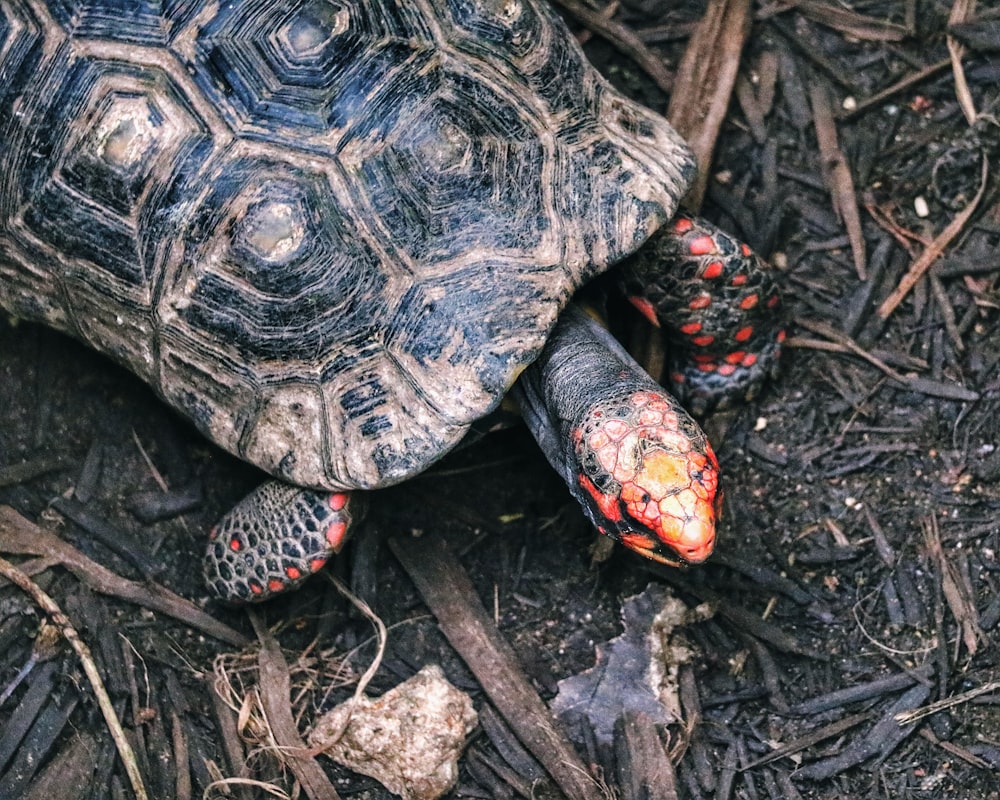 black and brown turtle on brown soil