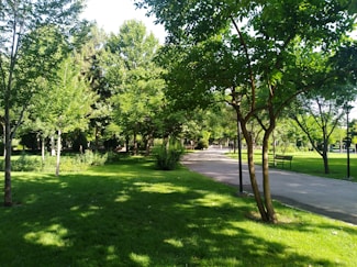 green trees on green grass field during daytime