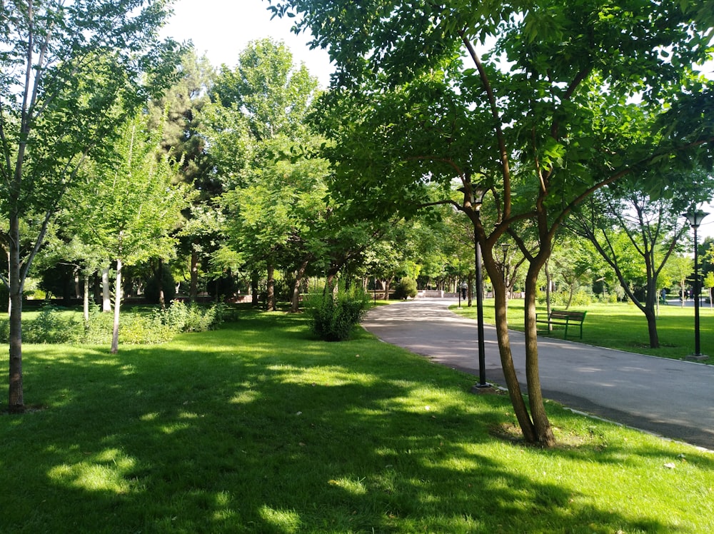 green trees on green grass field during daytime