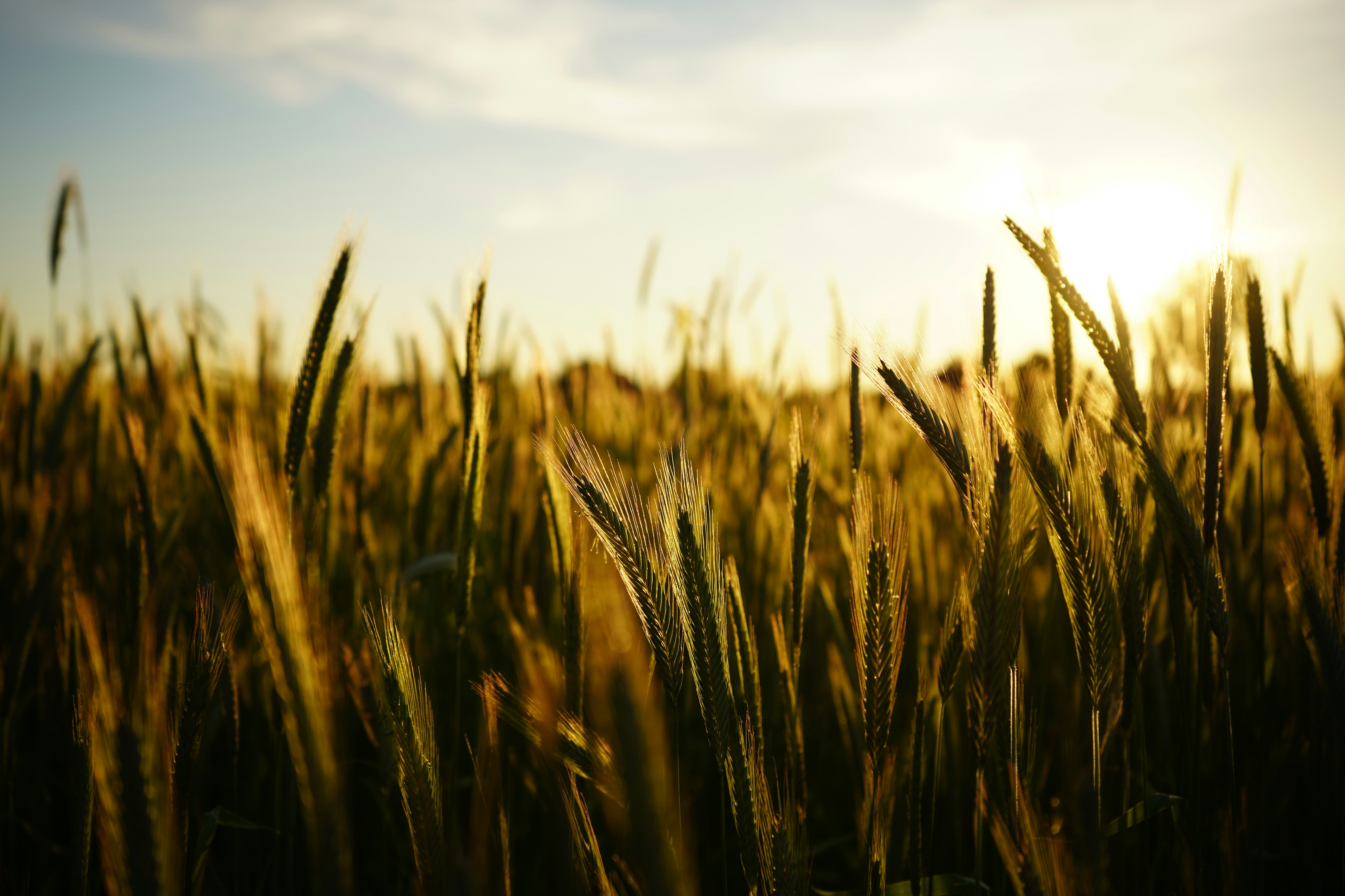 Wheat fields in Saskatchewan