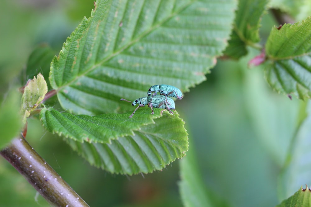 blue and black bug on green leaf