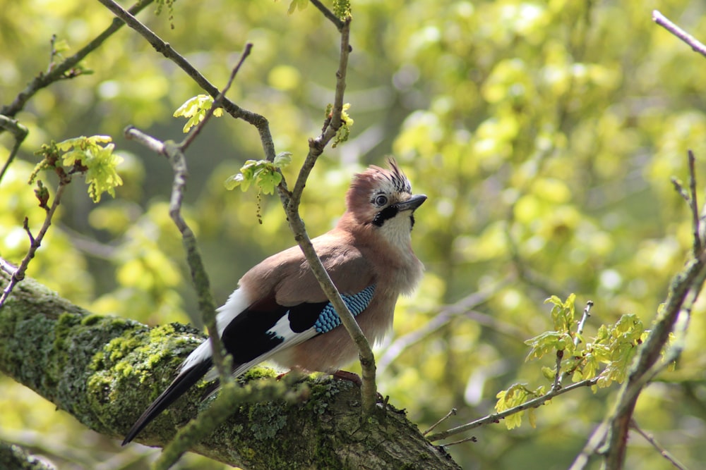 blue and brown bird on tree branch during daytime