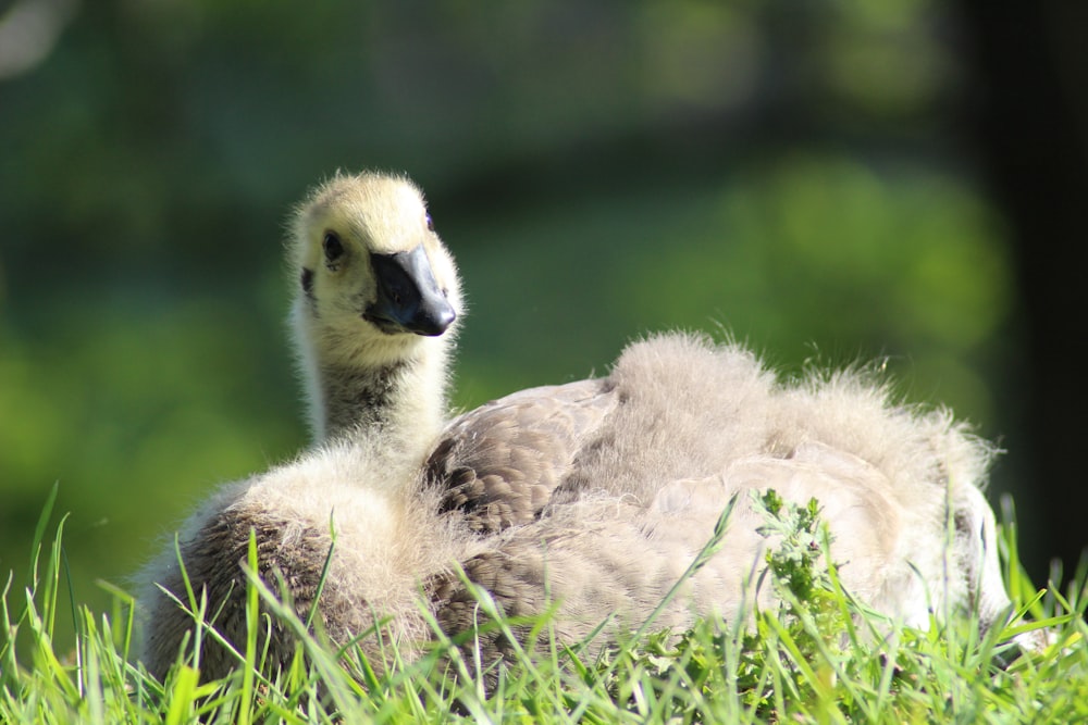 white and black duck on green grass during daytime