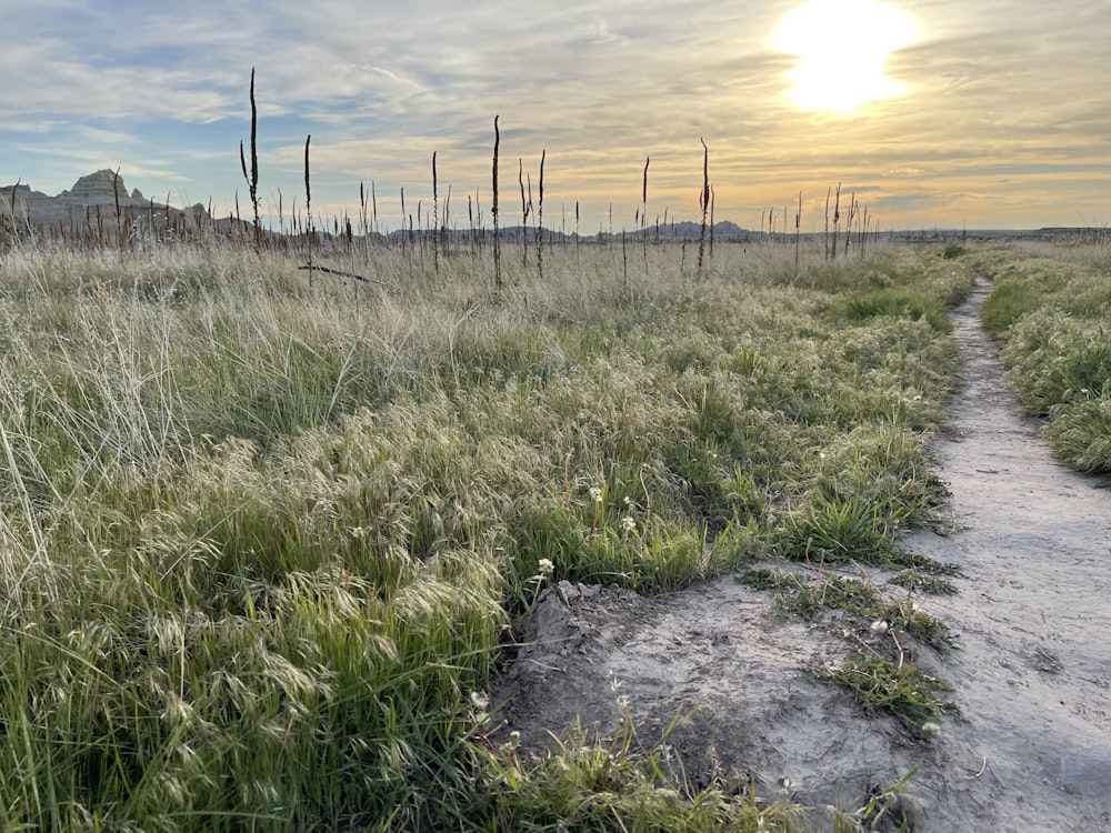 gray dirt road between green grass field during daytime