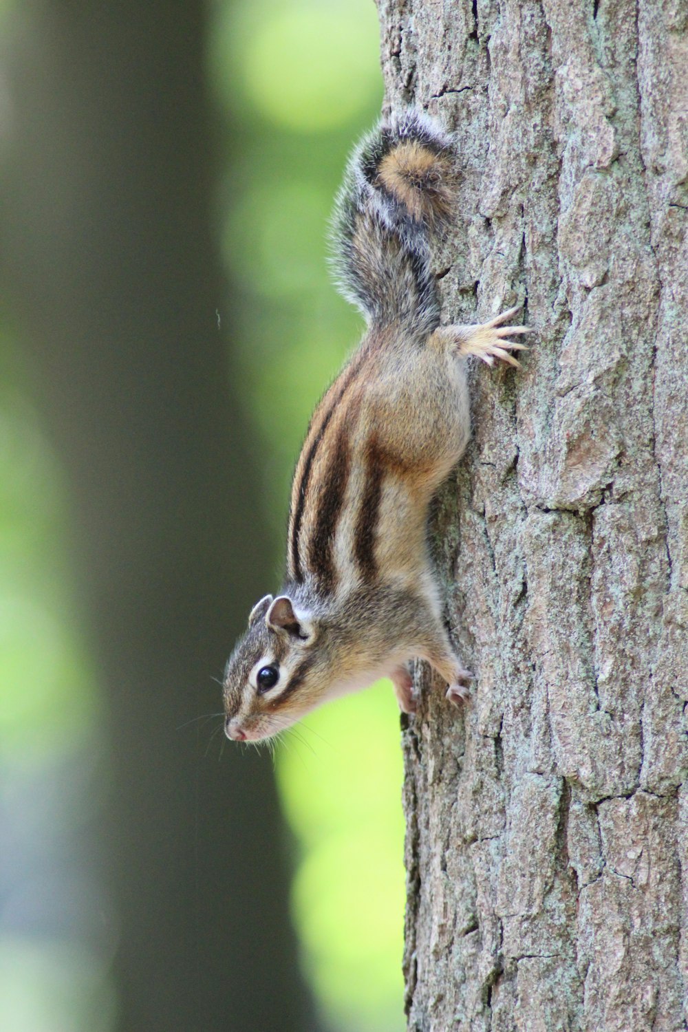 brown squirrel on brown tree trunk